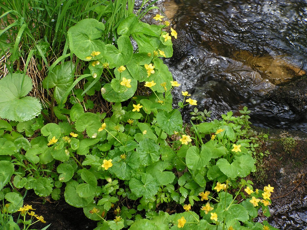 Изображение особи Caltha membranacea.