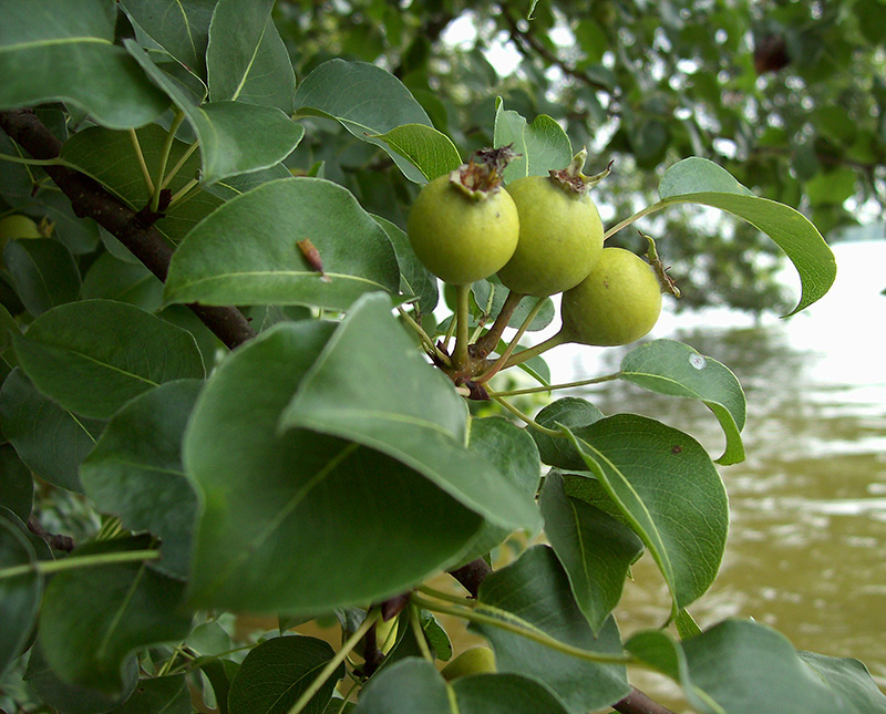 Image of Pyrus pyraster specimen.