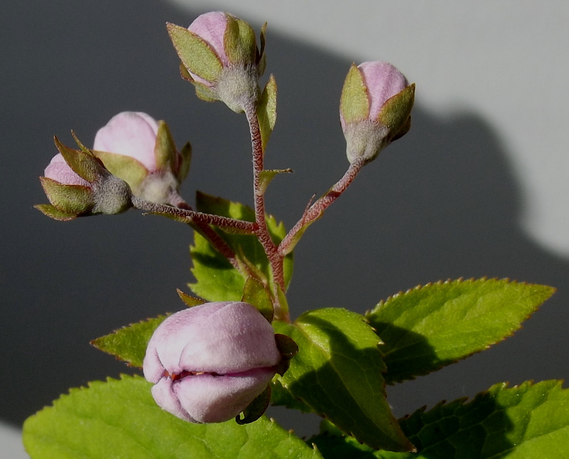 Image of Deutzia × hybrida specimen.