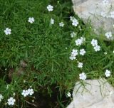 Heliosperma tommasinii. Цветущие растения. Черногория, Динарское нагорье, горный массив Дурмитор. 05.07.2011.