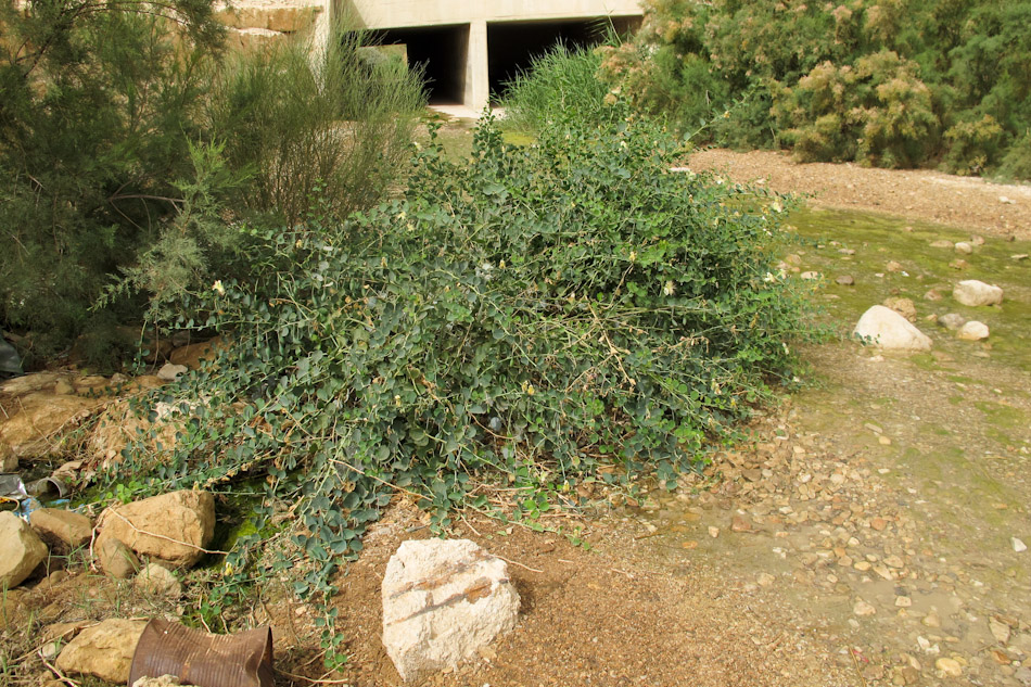 Image of Capparis aegyptia specimen.