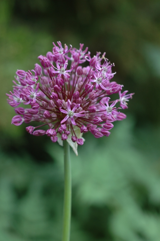 Image of Allium severtzovioides specimen.
