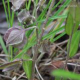 Polygala japonica