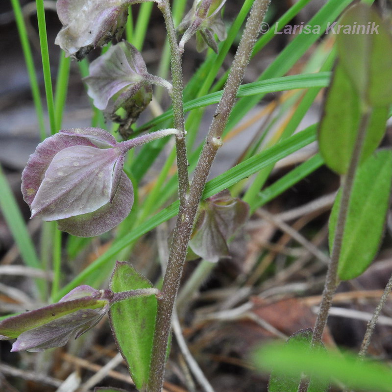 Изображение особи Polygala japonica.