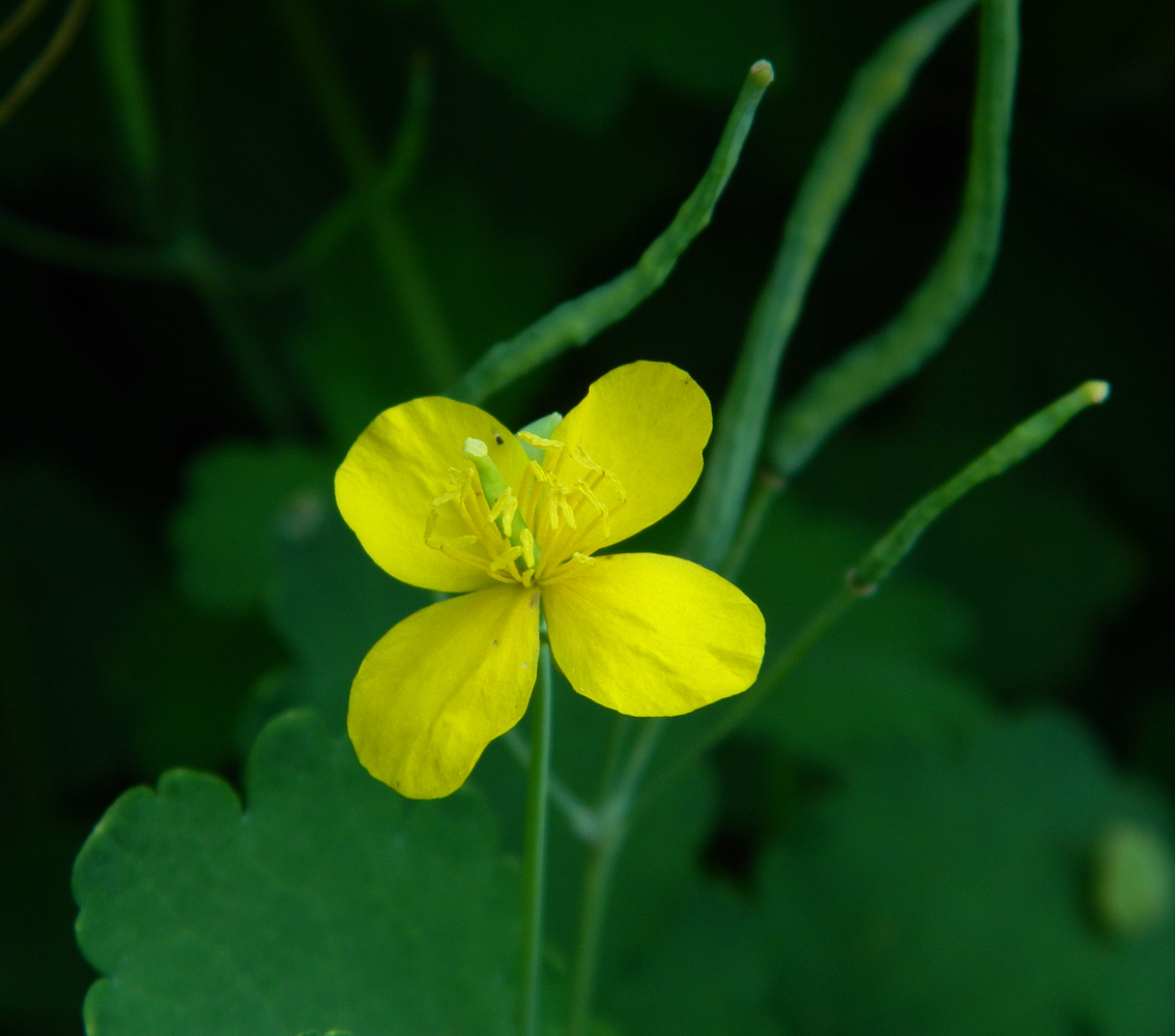 Изображение особи Chelidonium majus.