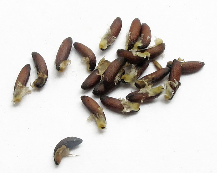 Image of Plagiorhegma dubium specimen.