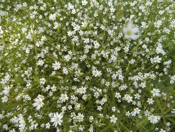 Image of Stellaria graminea specimen.