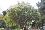 Photinia serratifolia