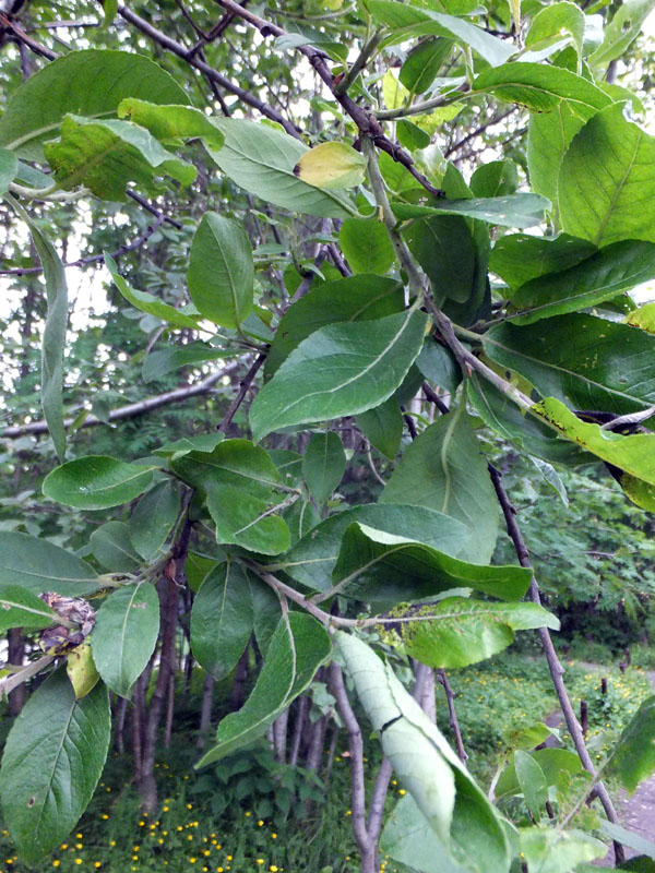 Изображение особи Salix &times; bicolor.