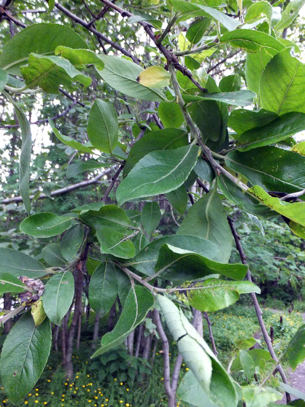 Image of Salix &times; bicolor specimen.