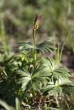 Eranthis longistipitata. Плодоносящее растение. Южный Казахстан, хр. Боролдайтау, горы Сартур; высота 1250 м н.у.м. 12.04.2012.