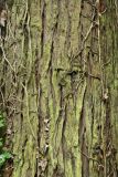 Chamaecyparis lawsoniana