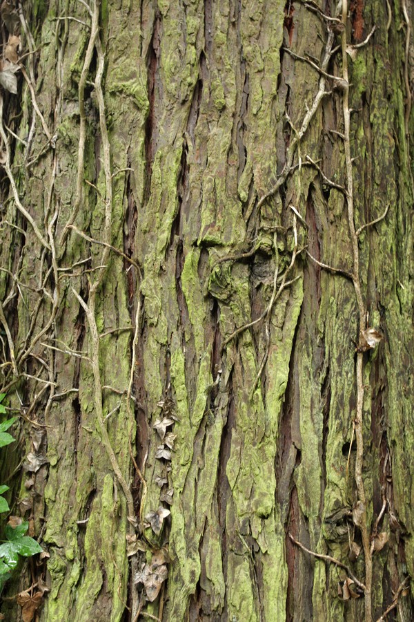 Image of Chamaecyparis lawsoniana specimen.