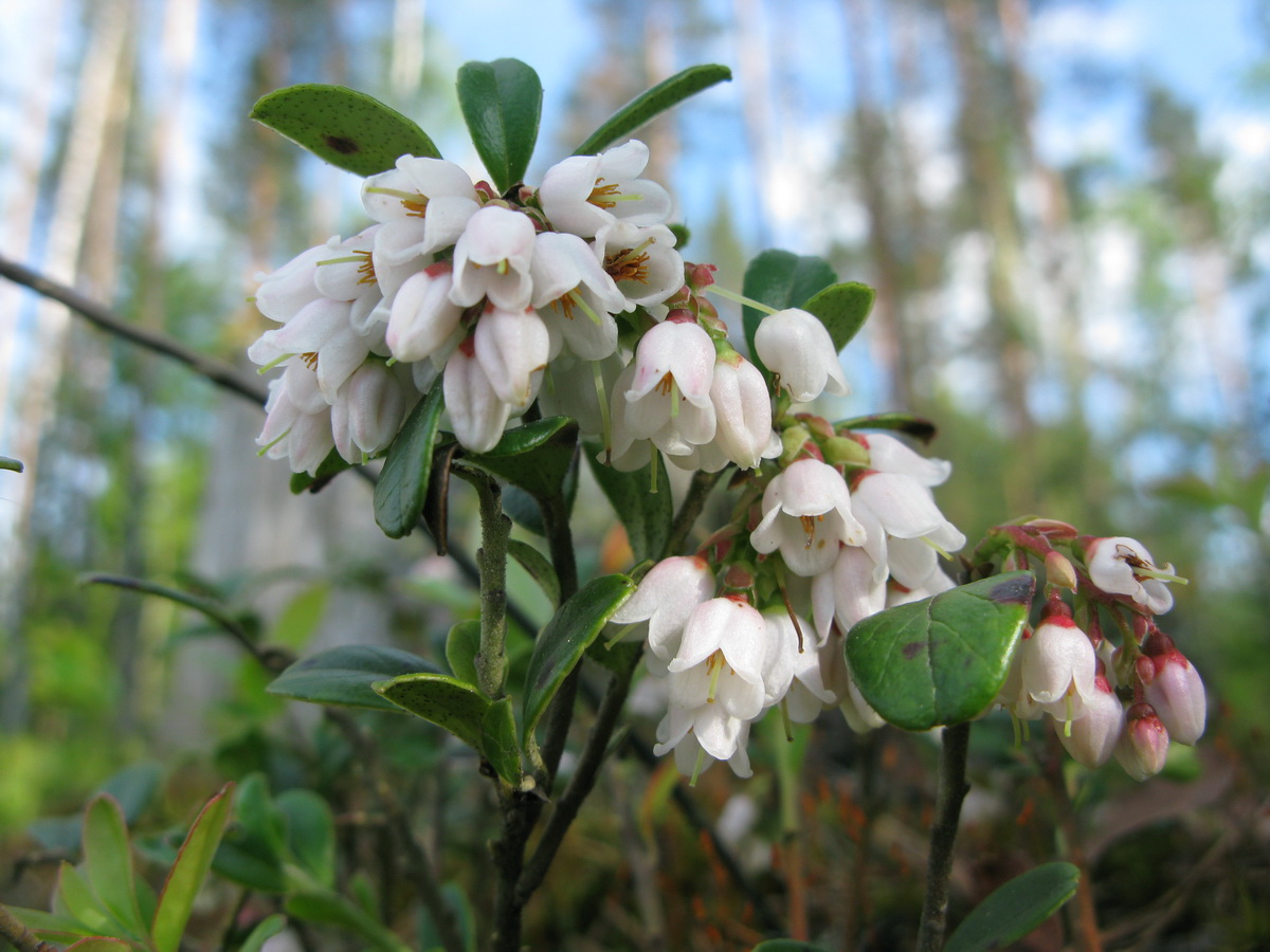 Image of Vaccinium vitis-idaea specimen.