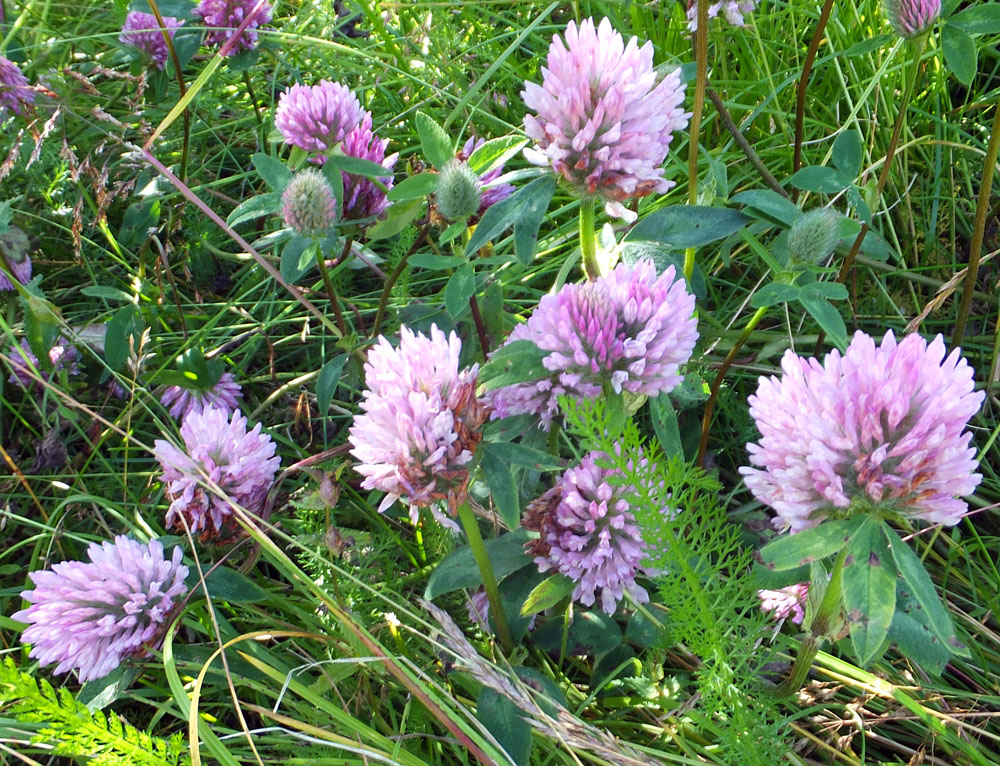 Изображение особи Trifolium pratense.