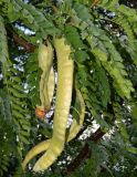 Gleditsia triacanthos