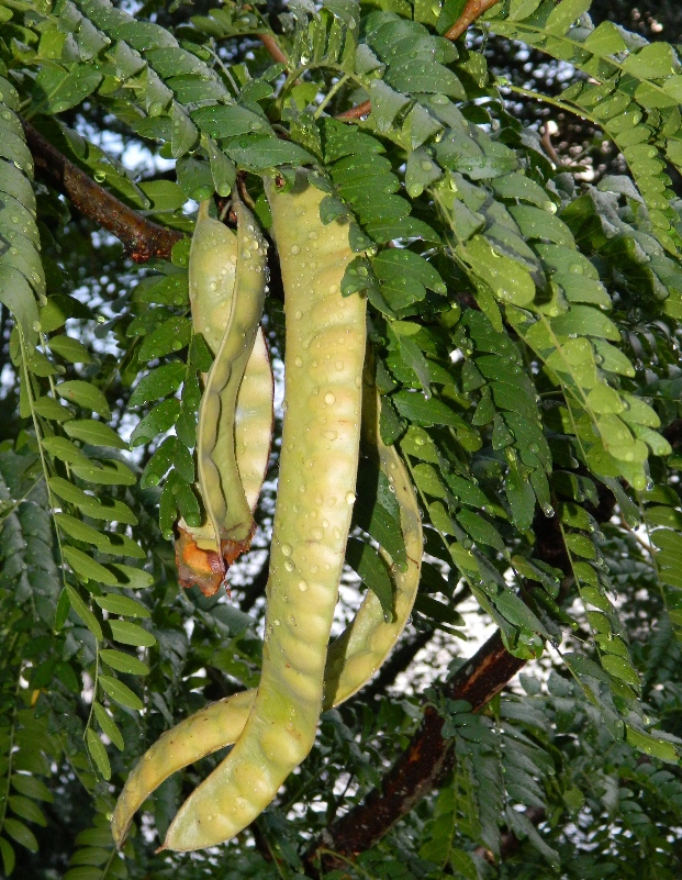 Изображение особи Gleditsia triacanthos.