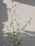 Senecio inaequidens