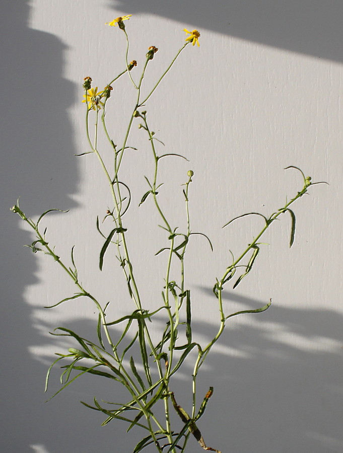 Image of Senecio inaequidens specimen.