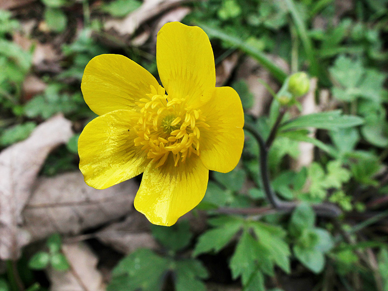 Image of Ranunculus grandiflorus specimen.