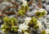 Pimelea prostrata