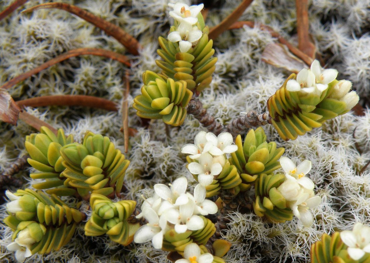 Изображение особи Pimelea prostrata.