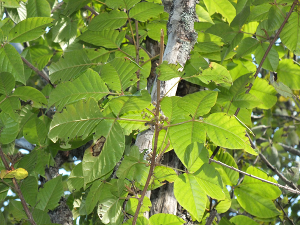 Image of Toxicodendron orientale specimen.