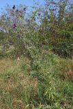 Centaurea pseudocoriacea