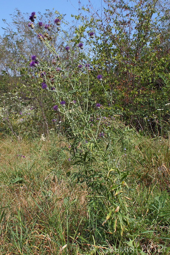 Image of Centaurea pseudocoriacea specimen.