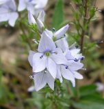 Veronica prostrata