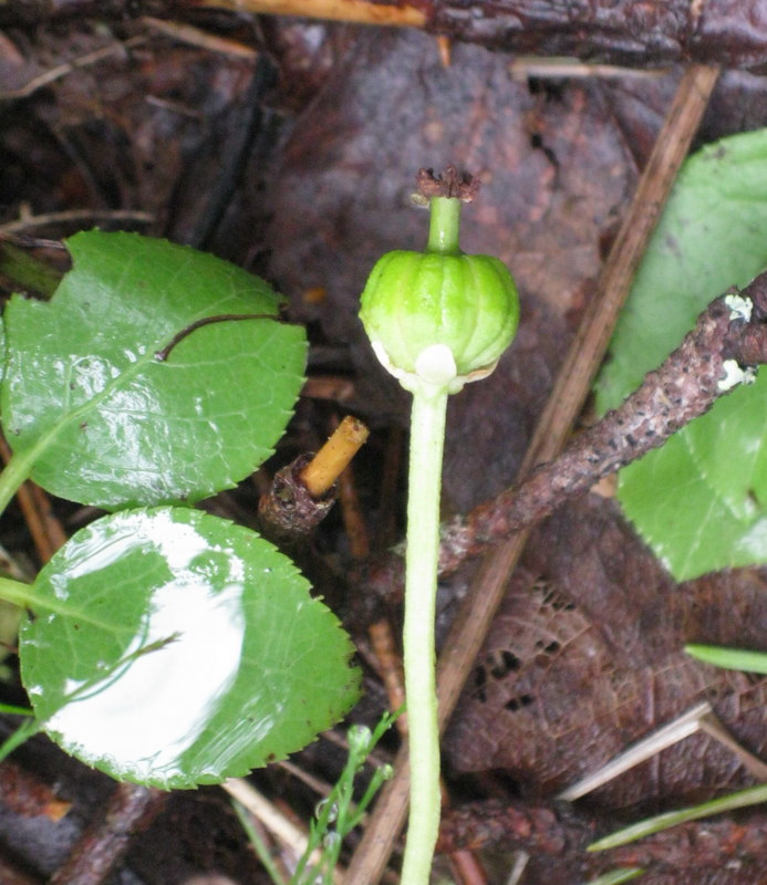 Image of Moneses uniflora specimen.