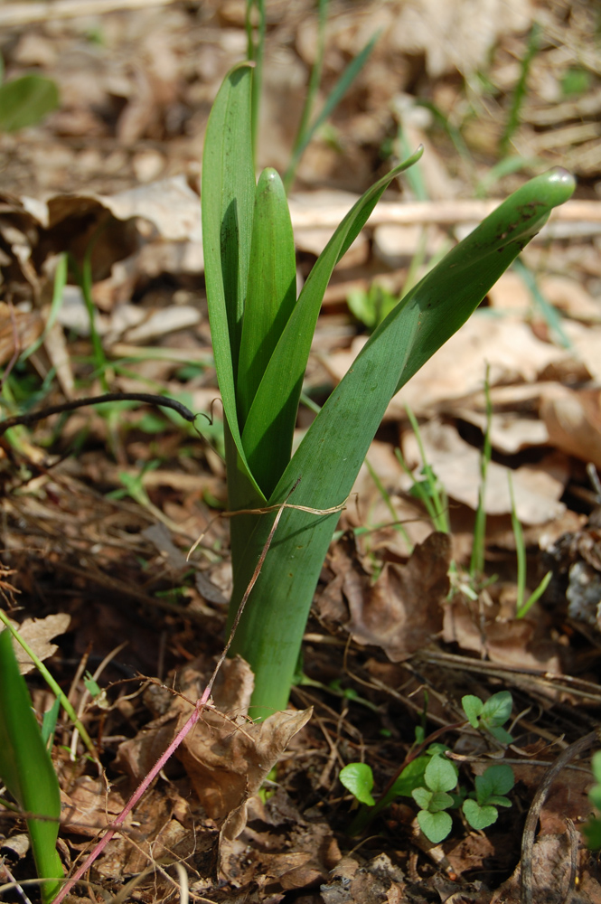 Image of Colchicum autumnale specimen.