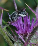 Image of taxon representative. Author is Gideon Pisanty