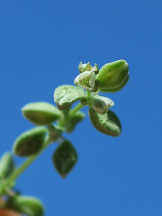 Image of Fallopia convolvulus specimen.