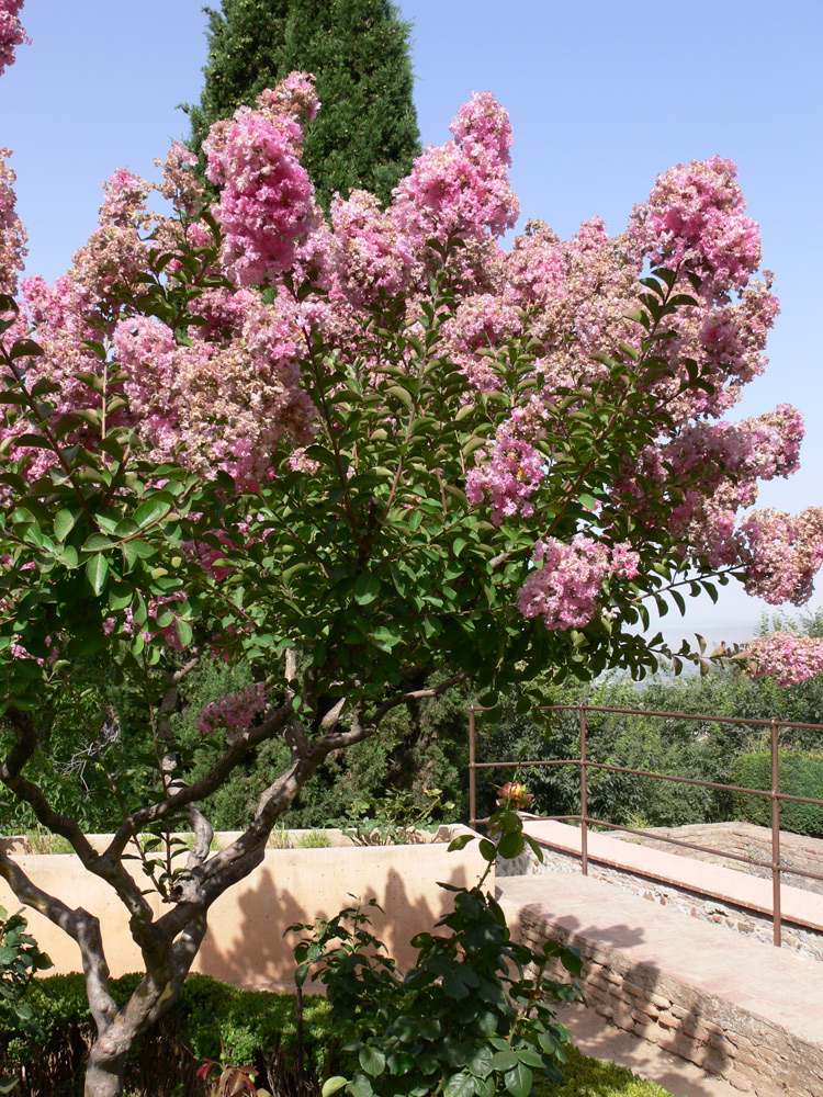 Image of Lagerstroemia indica specimen.