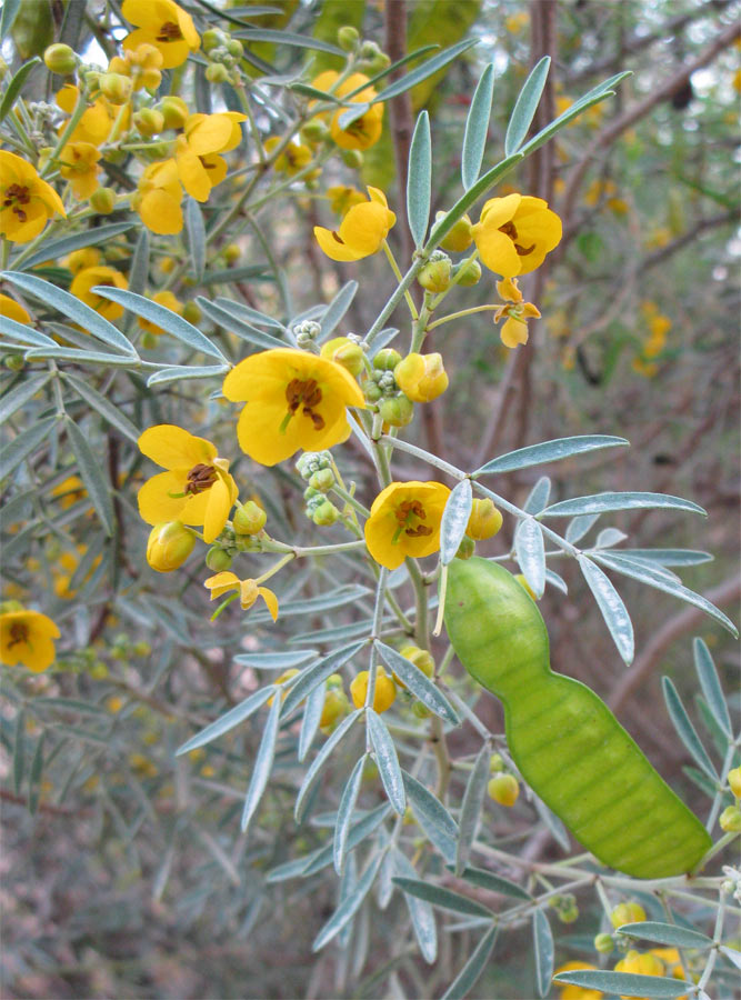 Image of Senna artemisioides specimen.