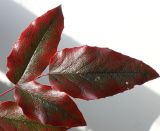 Mahonia aquifolium. Верхушка сложного листа с листочками, принимающими тёмную окраску. Германия, г. Кемпен, у прогулочной дорожки на солнечной стороне. 09.02.2013.