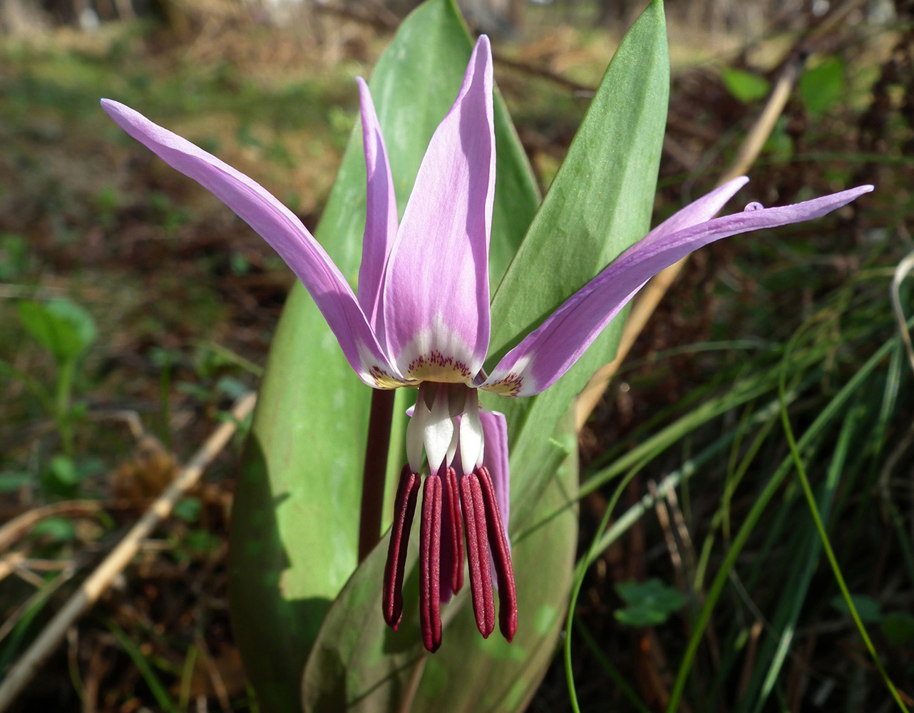 Erythronium sulevii