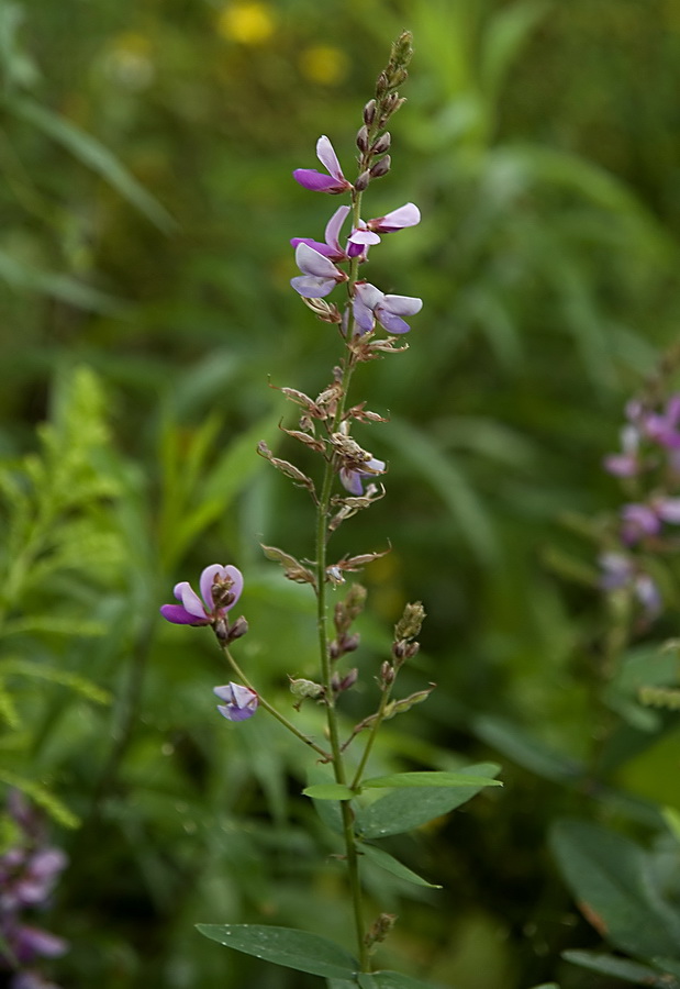 Изображение особи семейство Fabaceae.