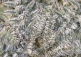Cirsium vulgare. Средняя часть листовой розетки. Германия, г. Кемпен, у шумозащитной полосы. 28.03.2013.