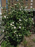Hibiscus syriacus. Цветущее растение. Нидерланды, Гронинген, в озеленении. 5 августа 2007 г.