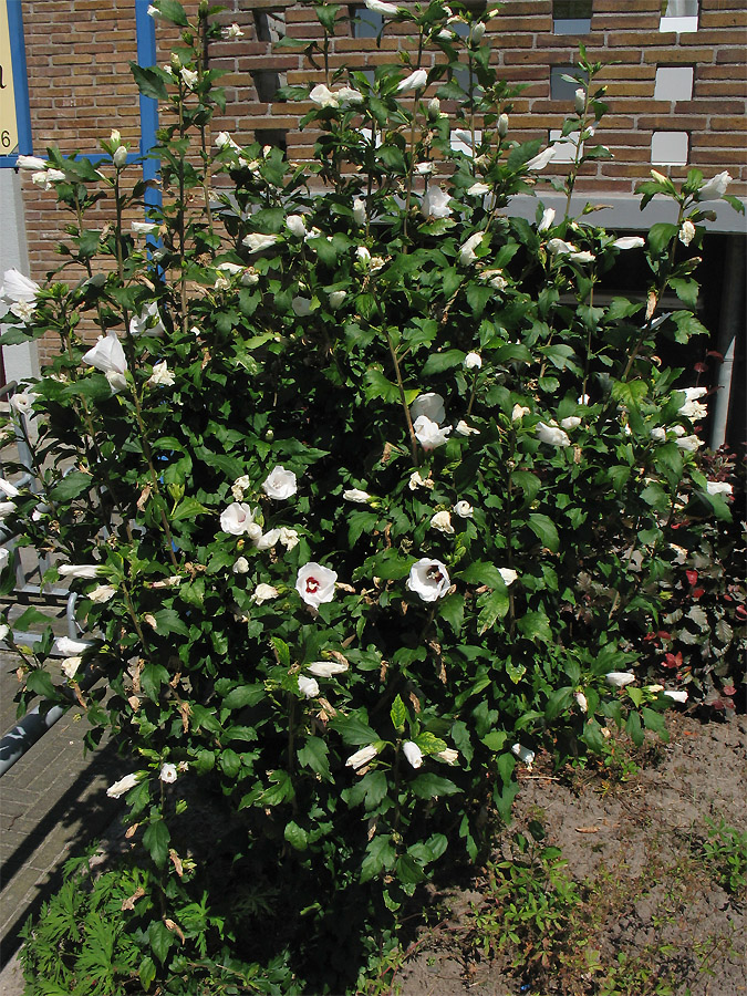 Изображение особи Hibiscus syriacus.