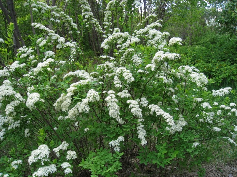 Image of Spiraea media specimen.