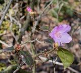 Rhododendron × praecox