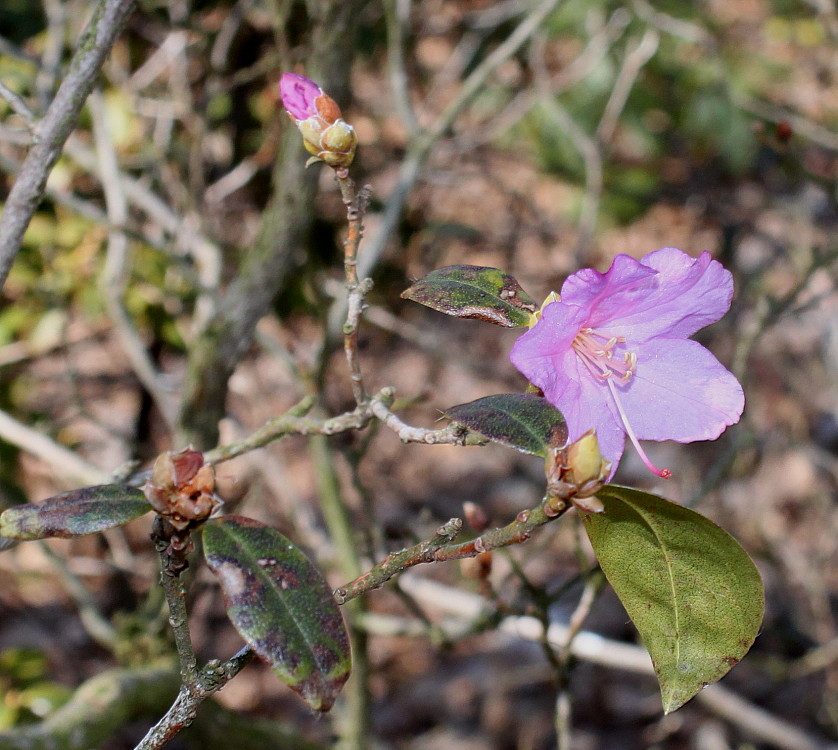 Image of Rhododendron × praecox specimen.