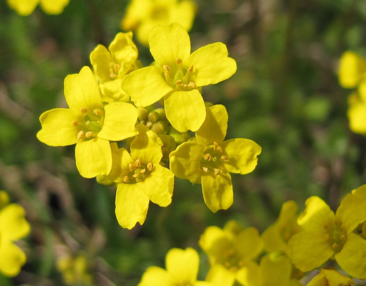 Image of Draba sibirica specimen.