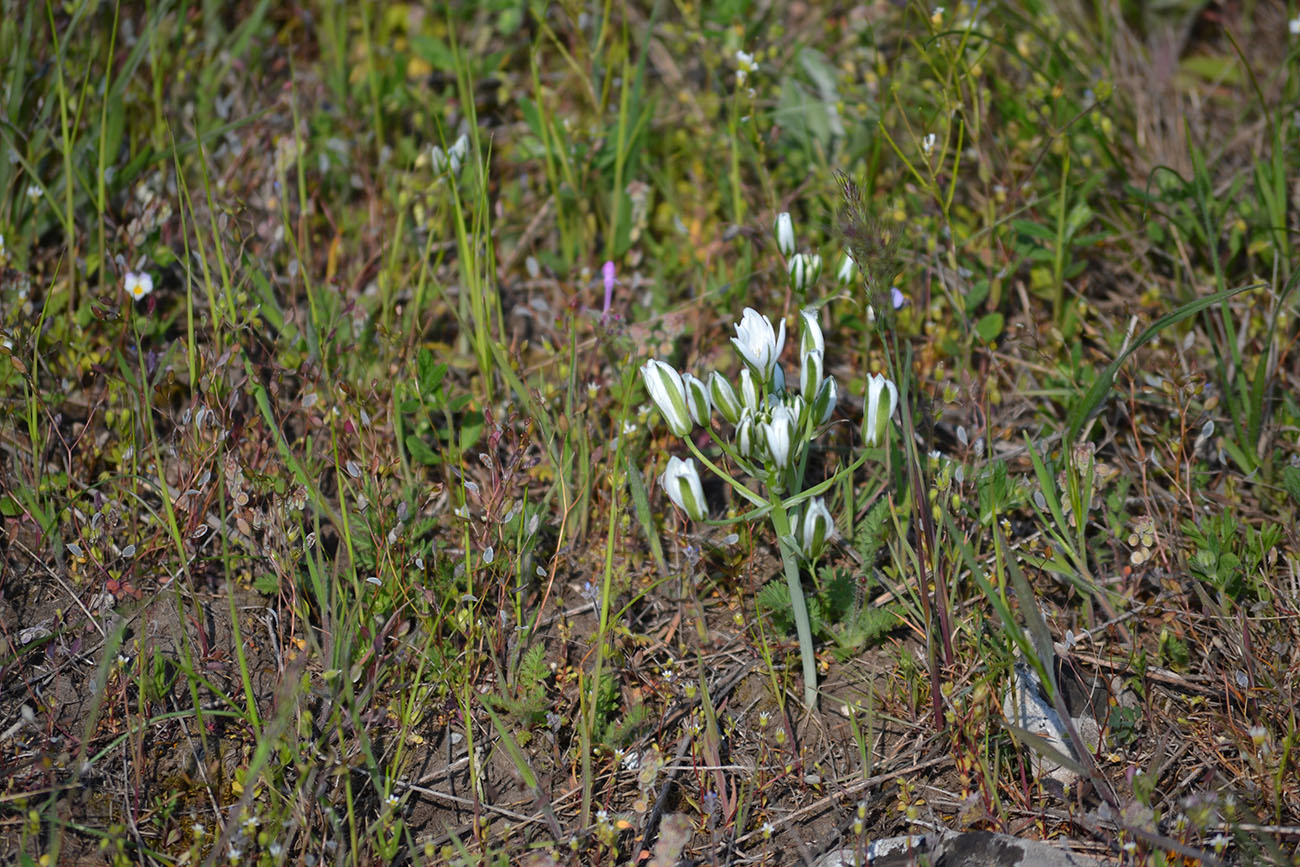 Изображение особи Ornithogalum navaschinii.