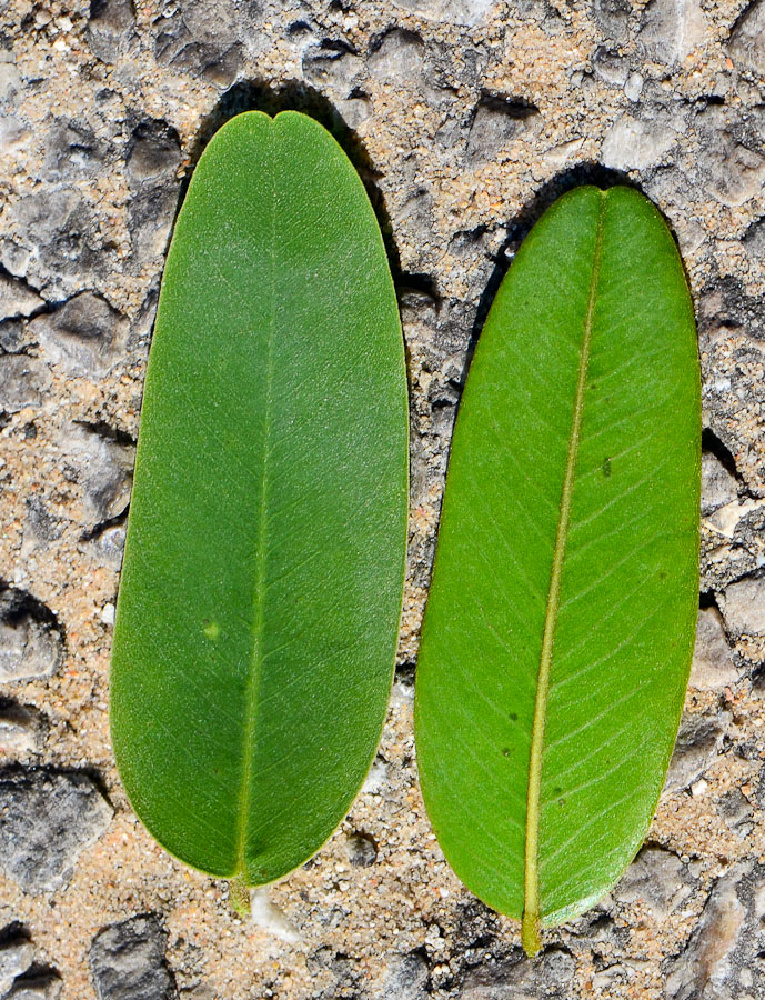 Image of Tipuana tipu specimen.