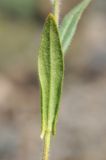 Camelina sylvestris