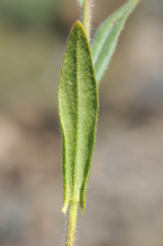 Image of Camelina sylvestris specimen.